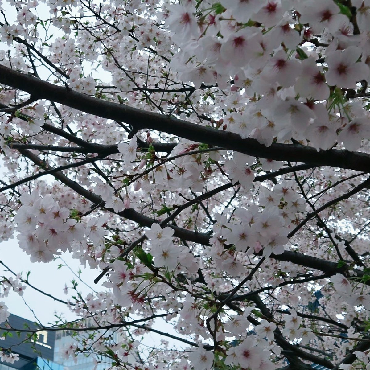 CIEL𓆙💫 tweet media