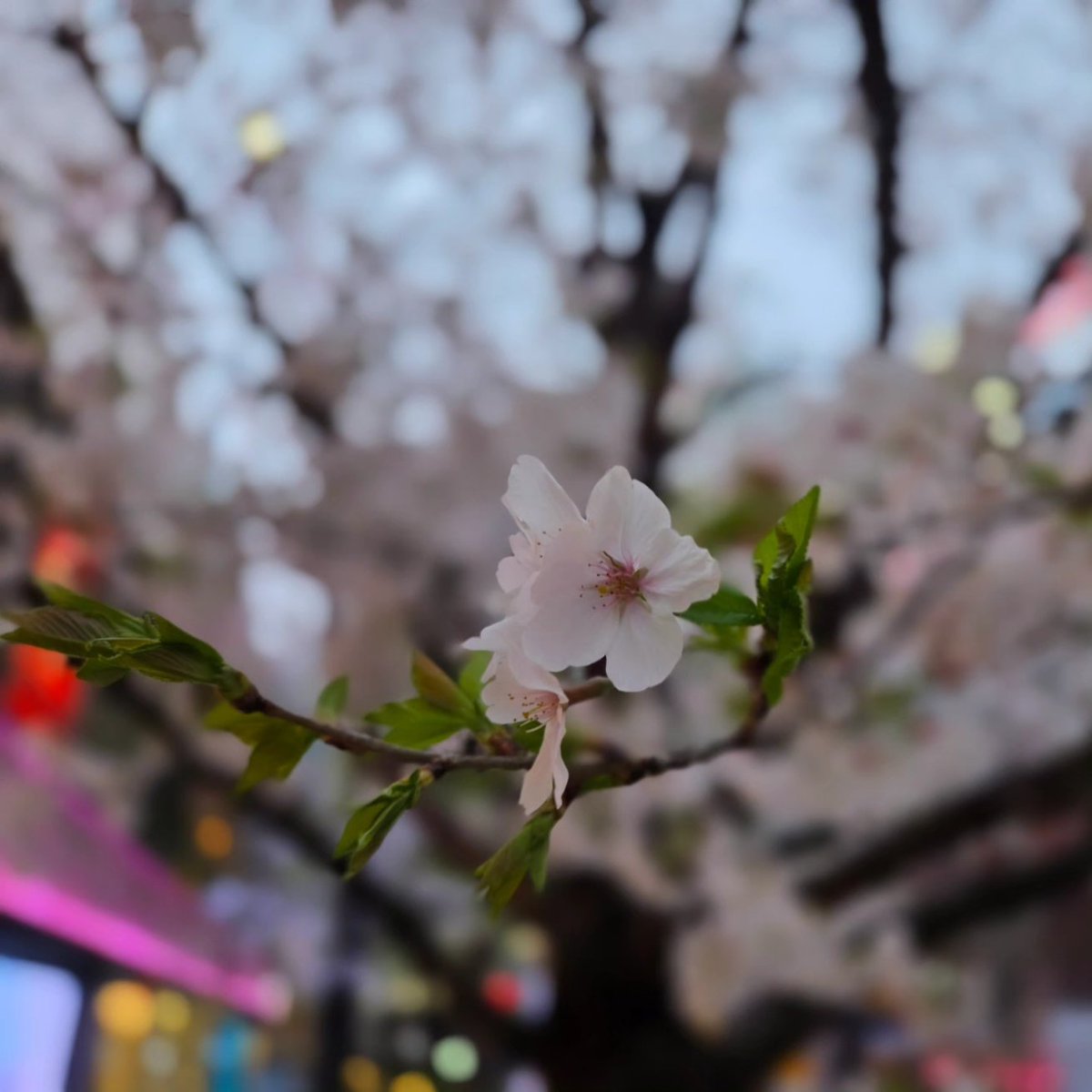 CIEL𓆙💫 tweet media