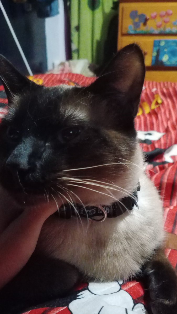 Michi