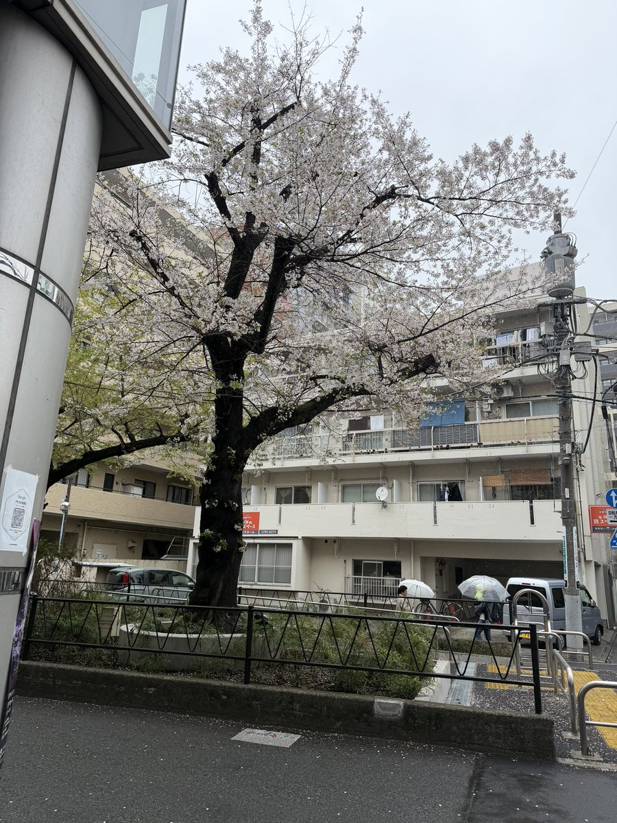 nihonzera's tweet photo. Probably the last weekend to see sakuras this year https://t.co/Lqkmuo4xd3