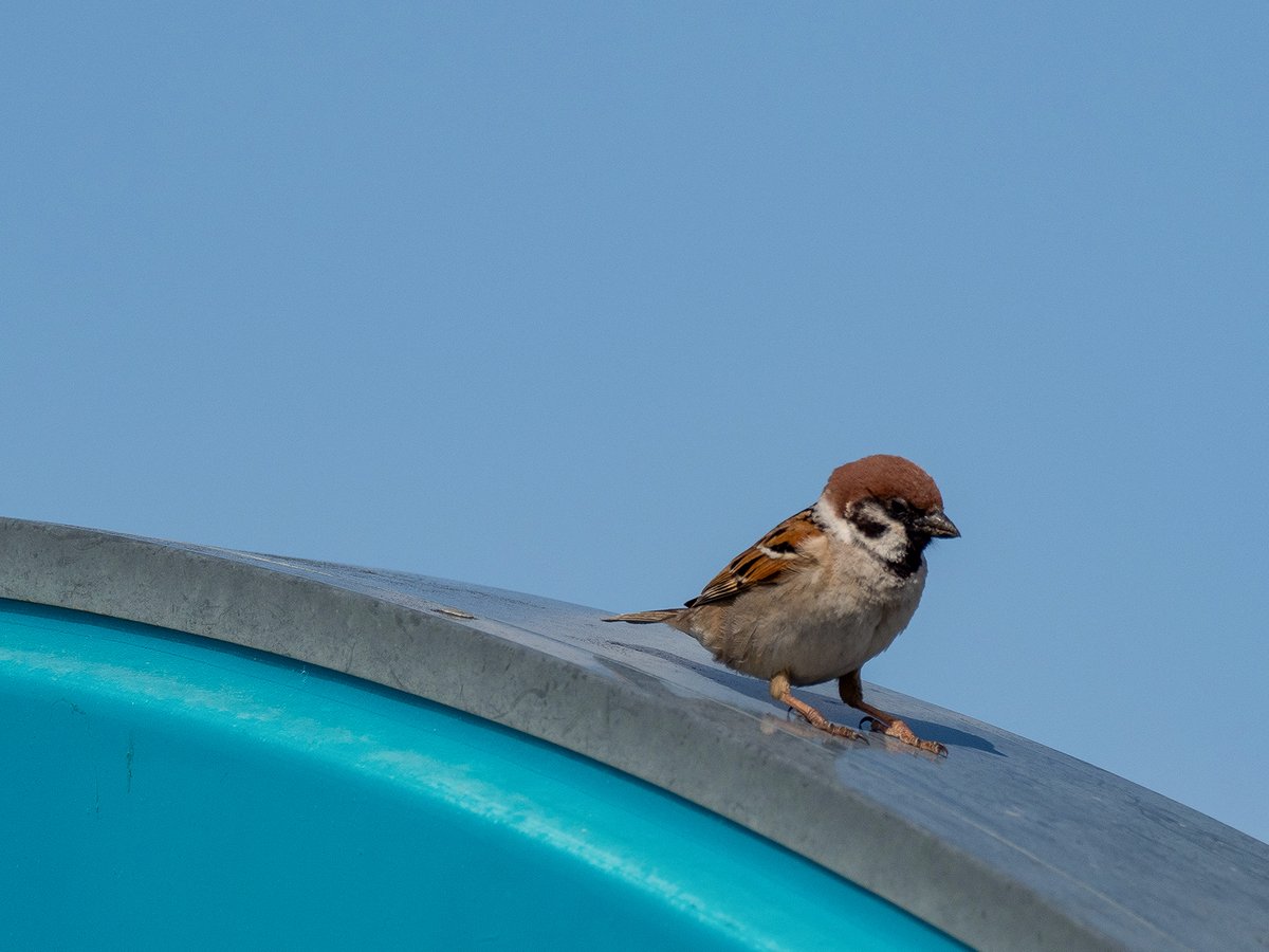 ごりぺん tweet media