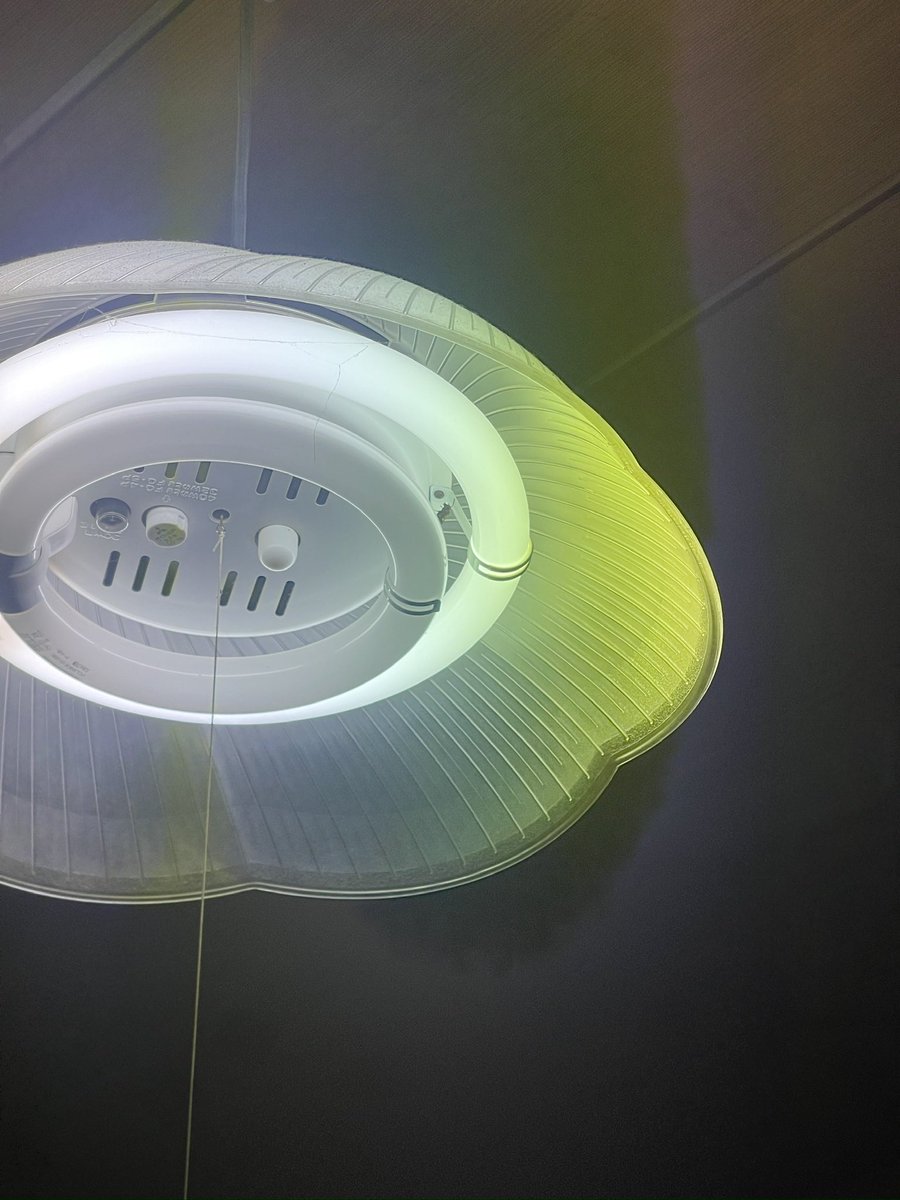 よこっちピーマン(吉本新喜劇) tweet media