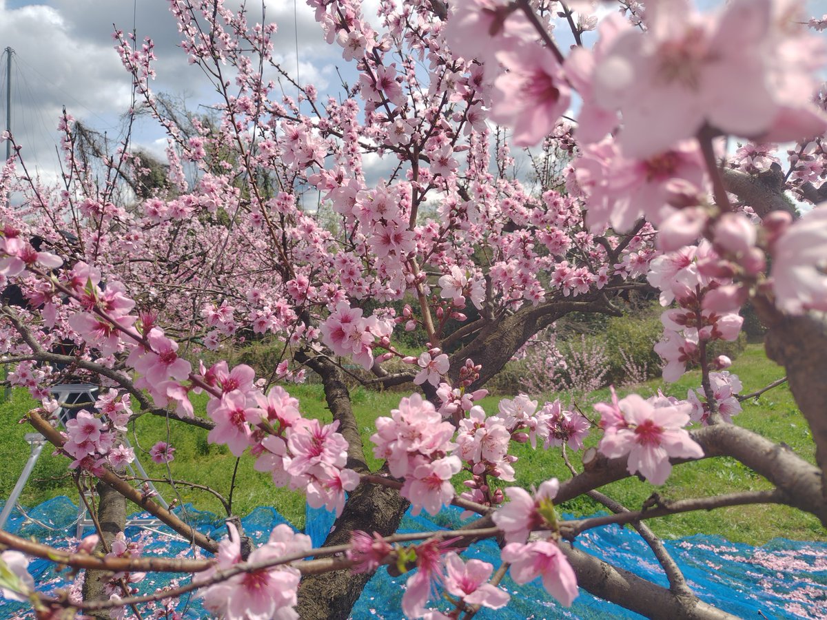 まさお tweet media