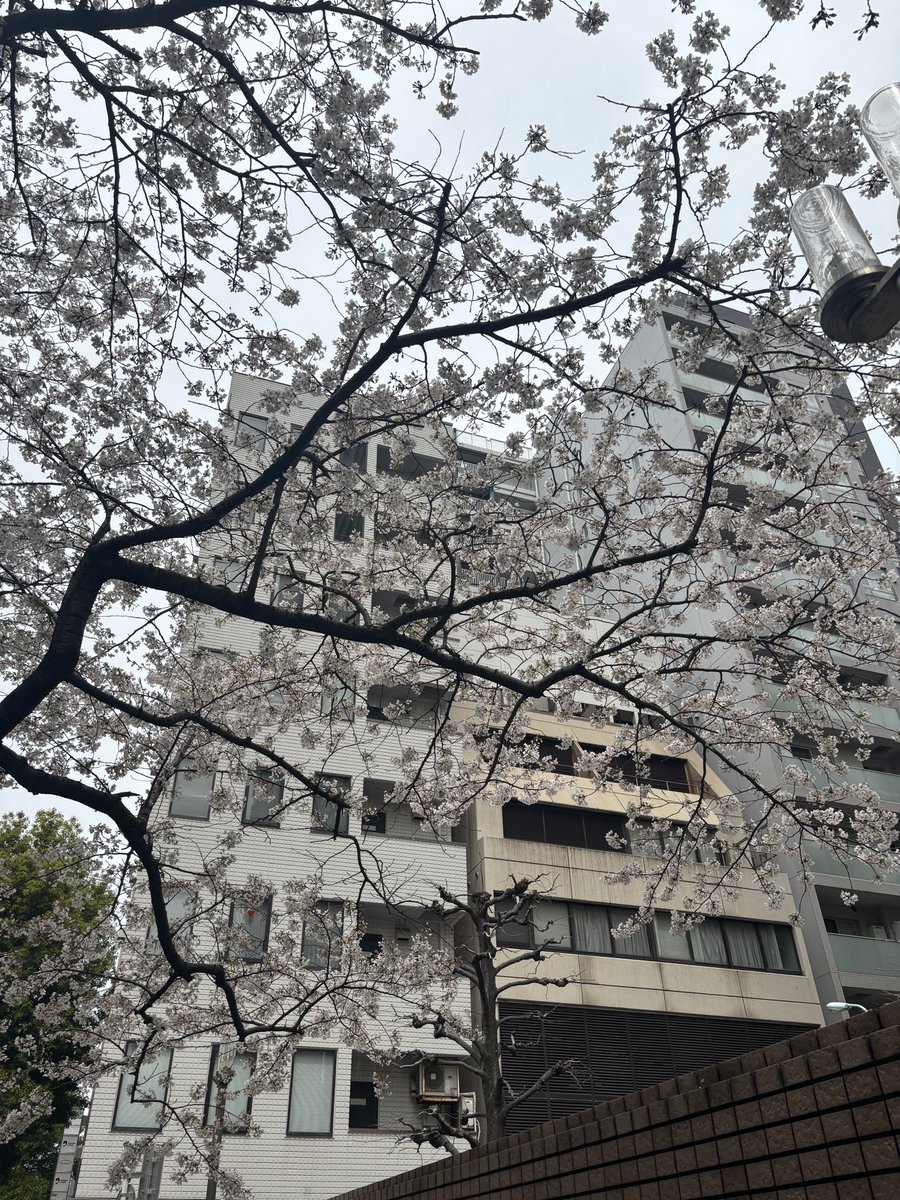 奇跡的に桜の時期に日本滞在。
満開は過ぎてしまったけど良いもの見れて良かった