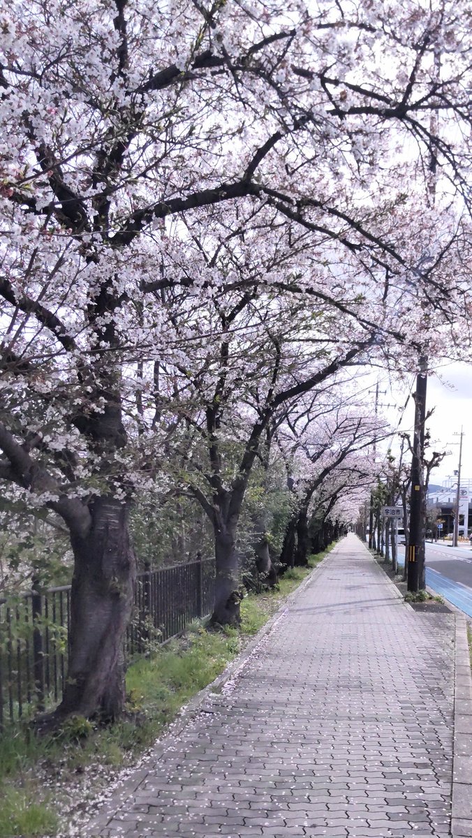 みかづき(Crescent-moon) tweet media