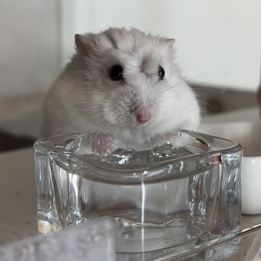 햄생햄사 tweet media