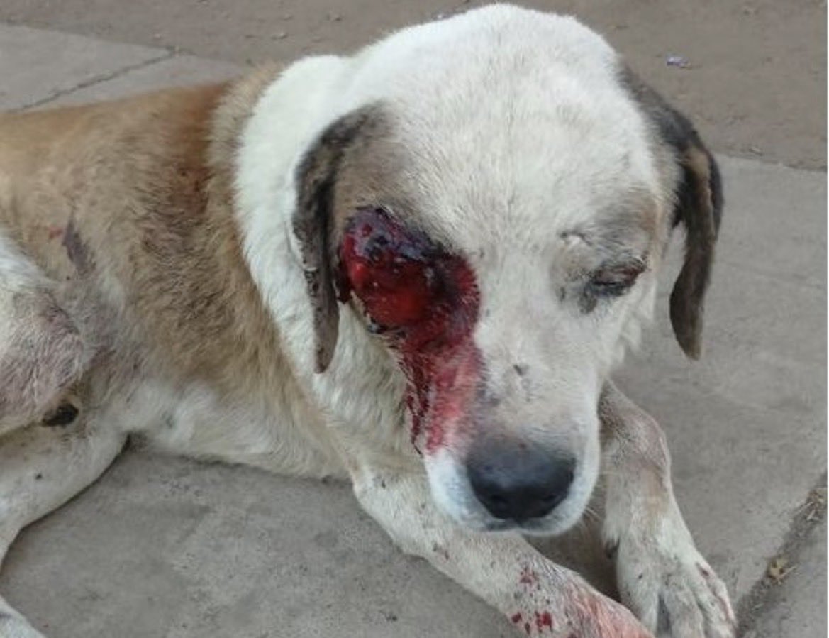 Foroesgore's tweet photo. caso de maltrato animal 
Vecinos denunciaron que un hombre agredió a un perro callejero, golpeándolo en la zona de los ojos. El animal fue rescatado y trasladado a una veterinaria, donde recibe atención.
Este es el número del despreciable hombre reportar🚨🚨
+51 939 825 999 https://t.co/6qz0n2GsUy