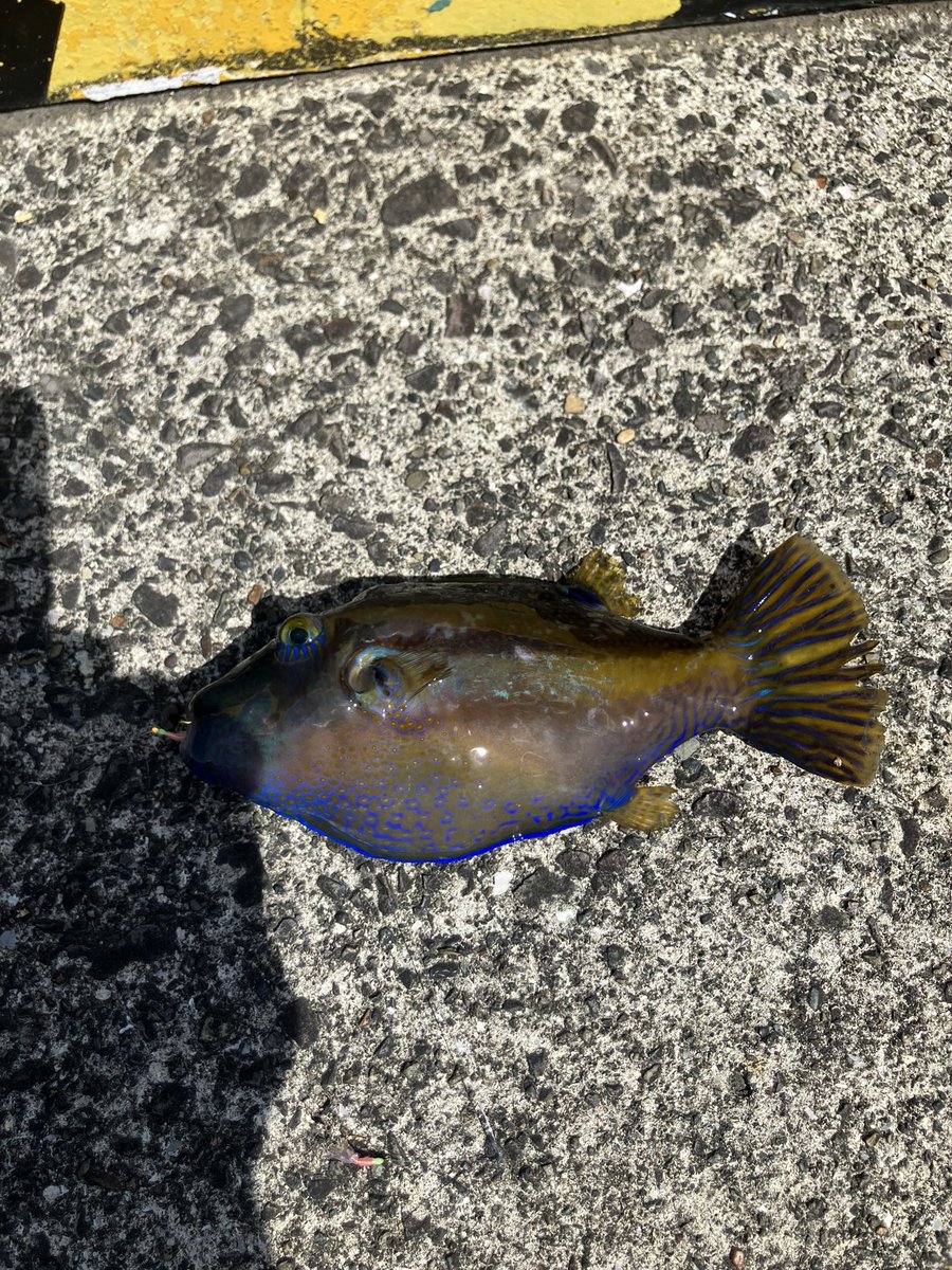 潮民周a.k.a.レペゼン名島 tweet media