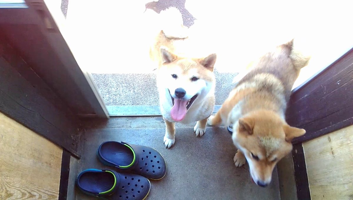 GMJpaCSCbuIDYDw's tweet image. 2026年4月19日(日) 
ひゃっはー！クッキーの時間だ！
#dog #shiba #犬 #柴犬 #丸柴 #犬のいる生活 #柴犬がいる暮らし
くわしくはコチラから
youtu.be/DqS-FU_TXYM @YouTube