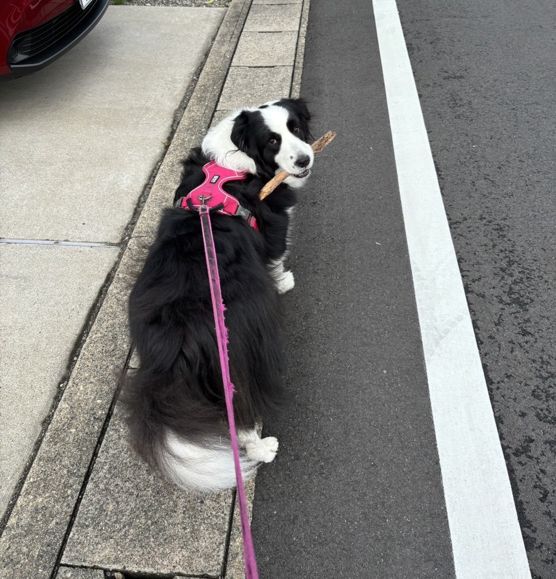 kkoa235's tweet photo. ボッコを拾って、ドヤ顔 https://t.co/oCr88wbNqA