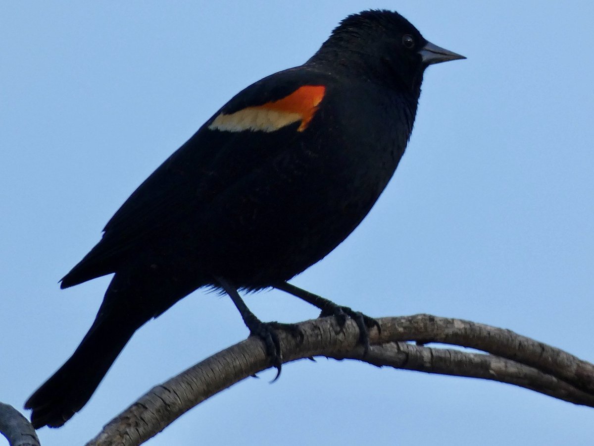 siah 🐦‍⬛ tweet media