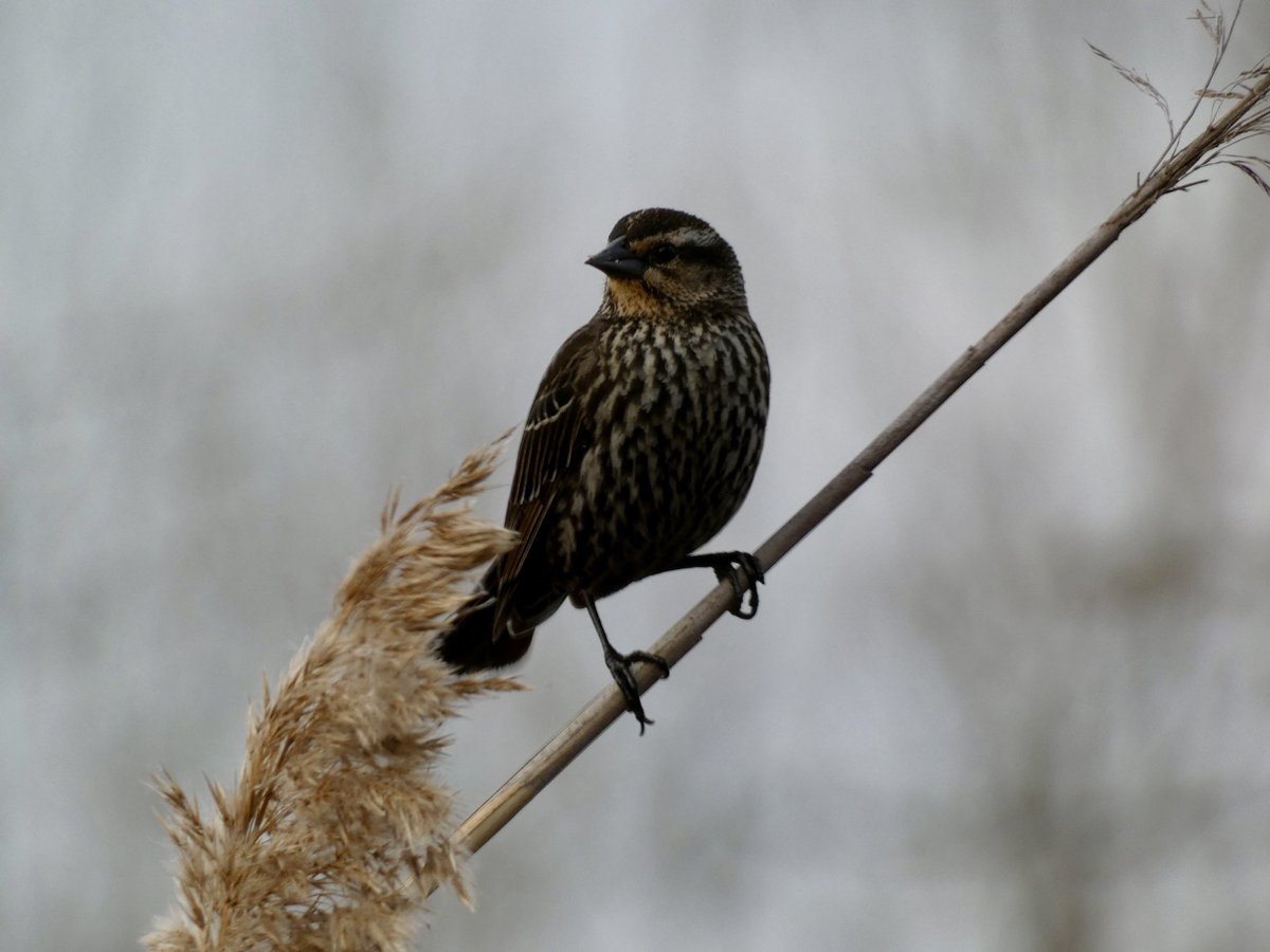 siah 🐦‍⬛ tweet media