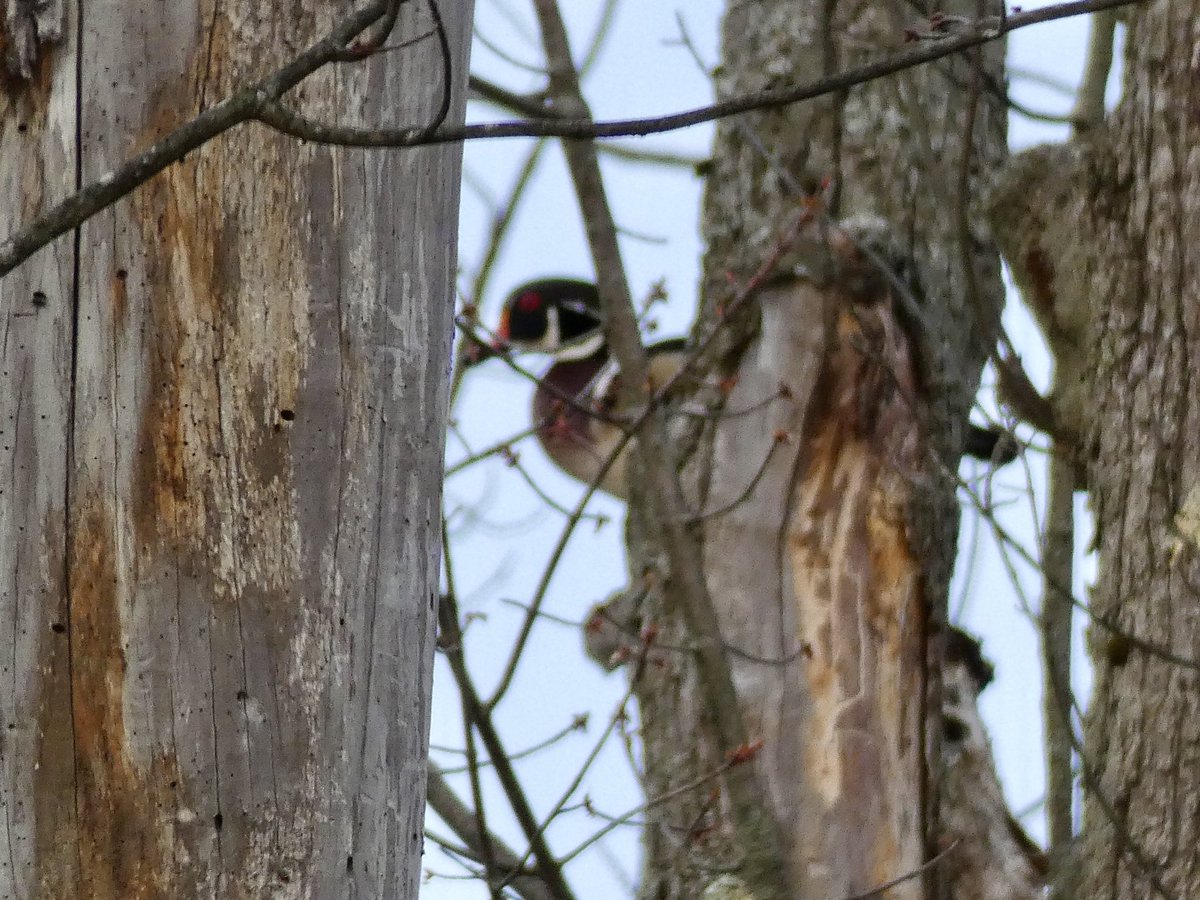 siah 🐦‍⬛ tweet media