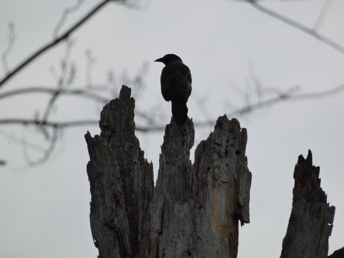 siah 🐦‍⬛ tweet media