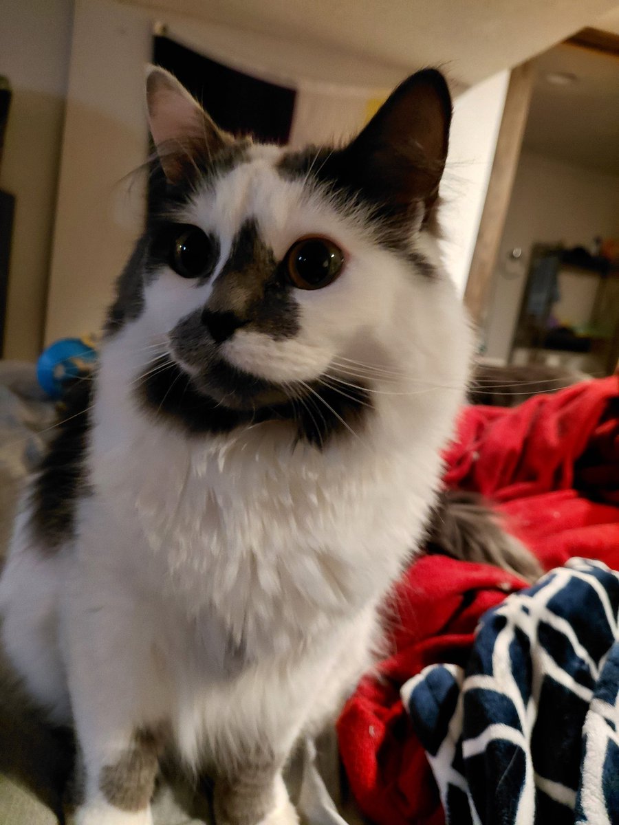 Skrungus and Daisy Incorporated (ft Smoky) tweet media