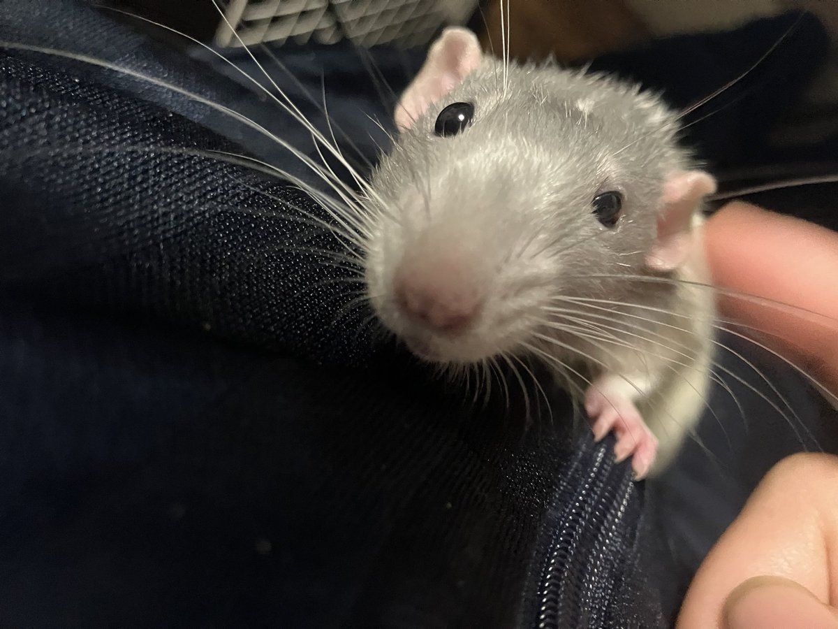 ハナミ tweet media