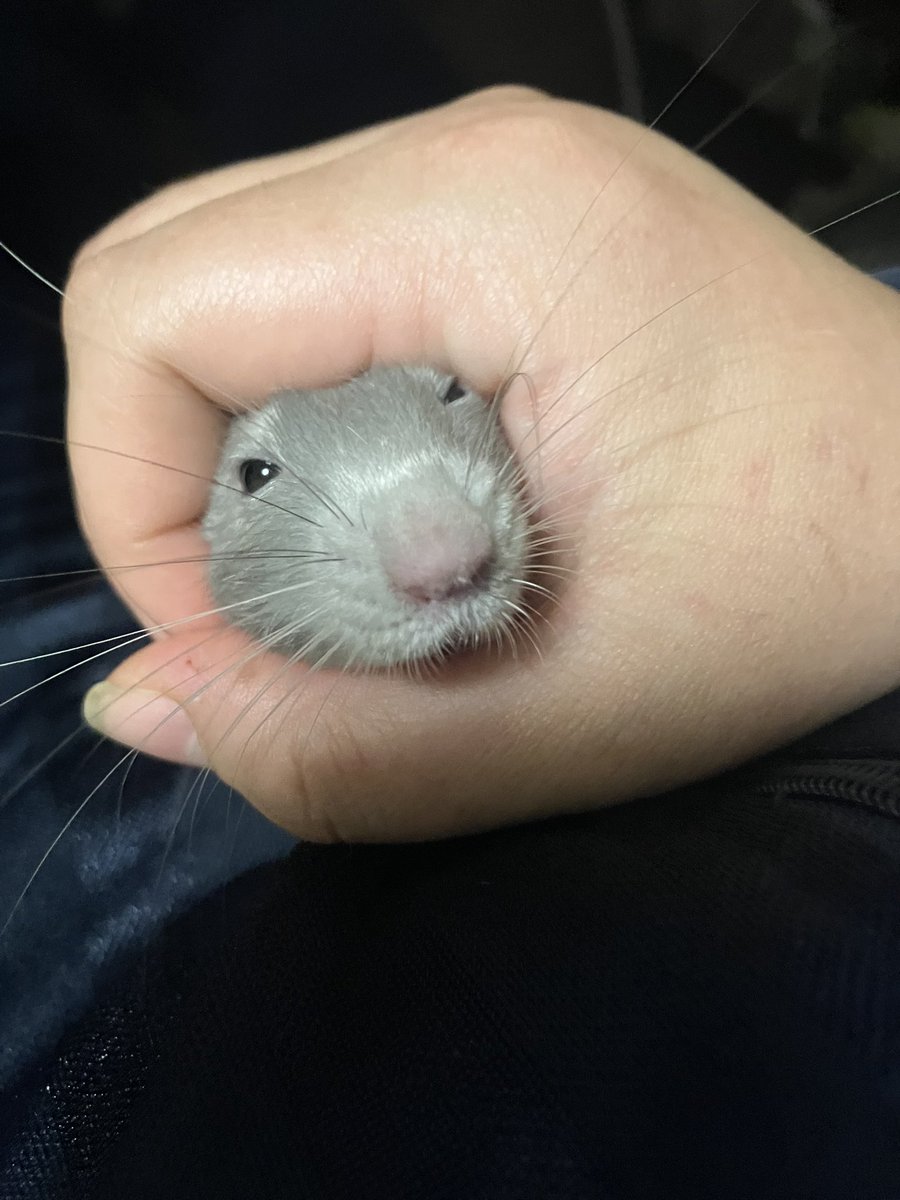 ハナミ tweet media