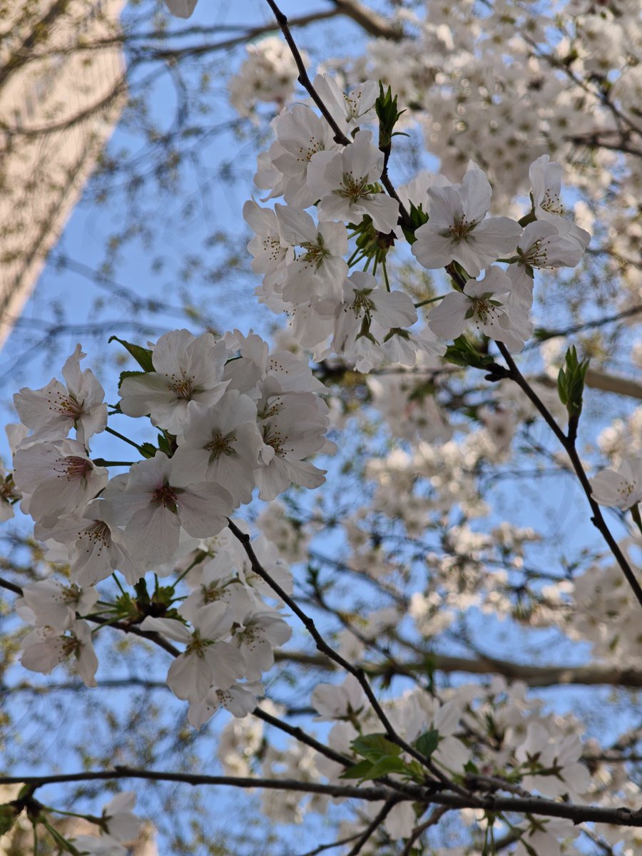 LoophyPan's tweet photo. 桜 https://t.co/KqdbTTZRRf