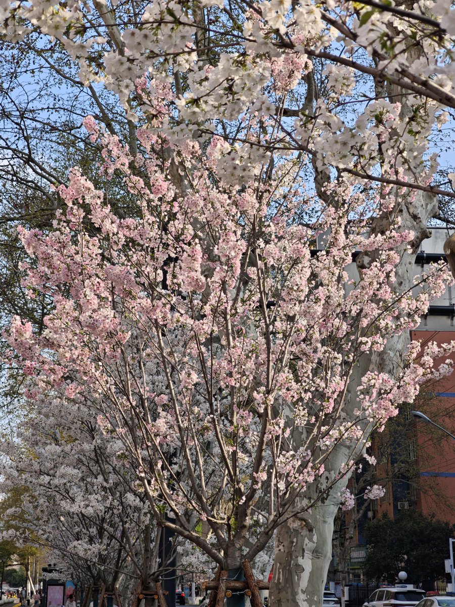 LoophyPan's tweet photo. 桜 https://t.co/KqdbTTZRRf
