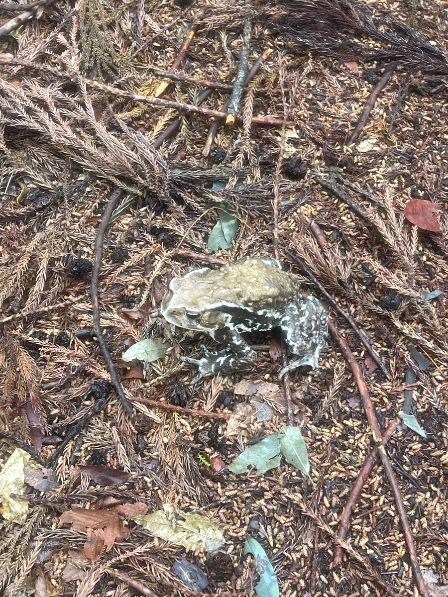 ささゆー tweet media