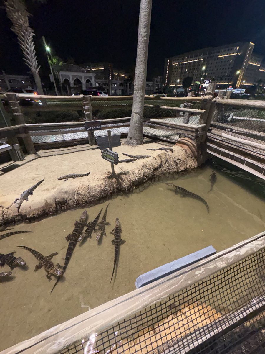 AuthenticRichy's tweet photo. Florida swamp puppies 🐊 https://t.co/rbiE733A4k