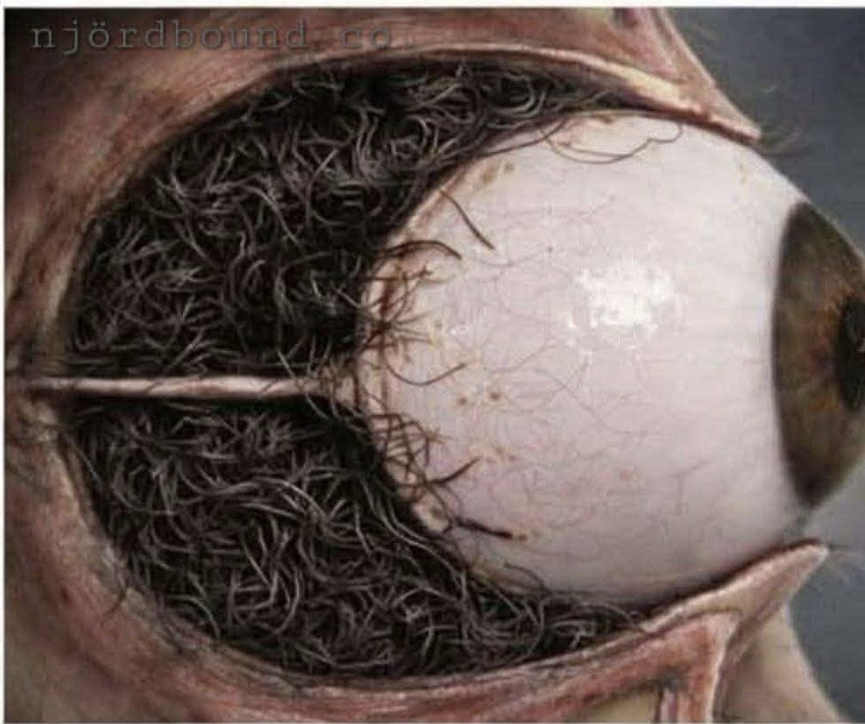 Rengorias tweet media