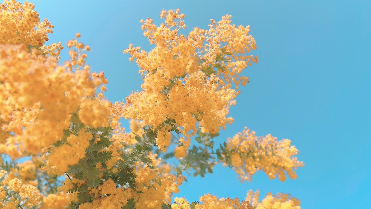 🌸桜庭ハル🌸 tweet media