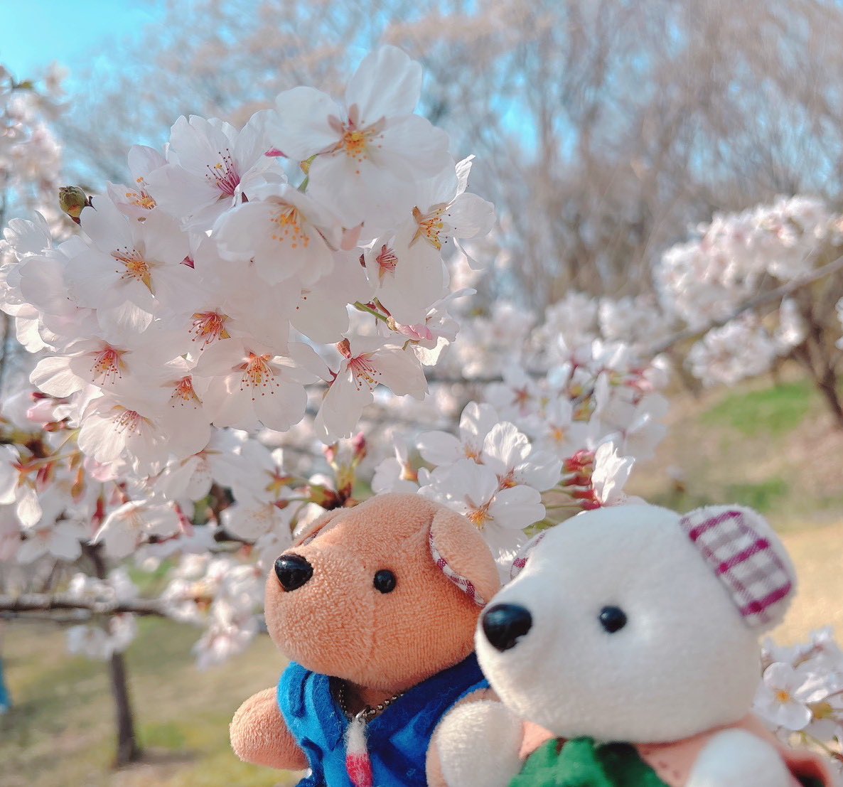 🌸桜庭ハル🌸 tweet media