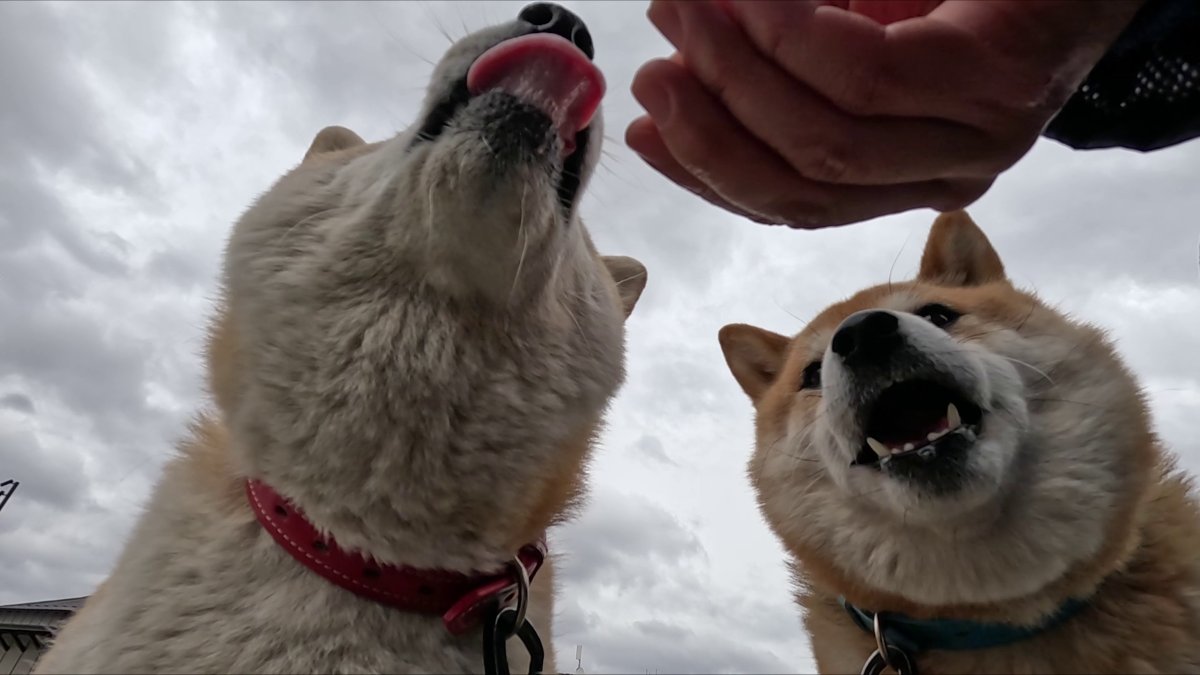 GMJpaCSCbuIDYDw's tweet image. 雨か「ナニか」が降ってきたら即終了なおやつタイム
#dog #shiba #犬 #柴犬 #丸柴 #犬のいる生活 #柴犬がいる暮らし
くわしくはコチラから
youtu.be/yZ4fLZUyv1U @YouTube