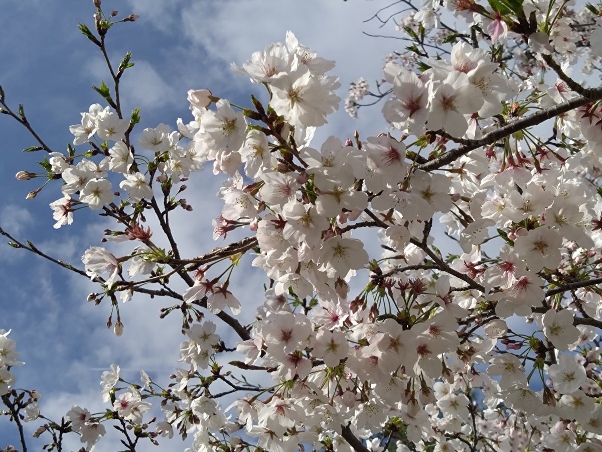 §まりぃー♪1104🌈ペカっこ tweet media