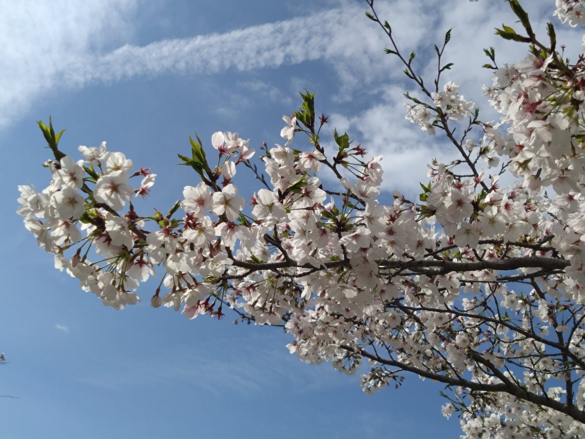 §まりぃー♪1104🌈ペカっこ tweet media