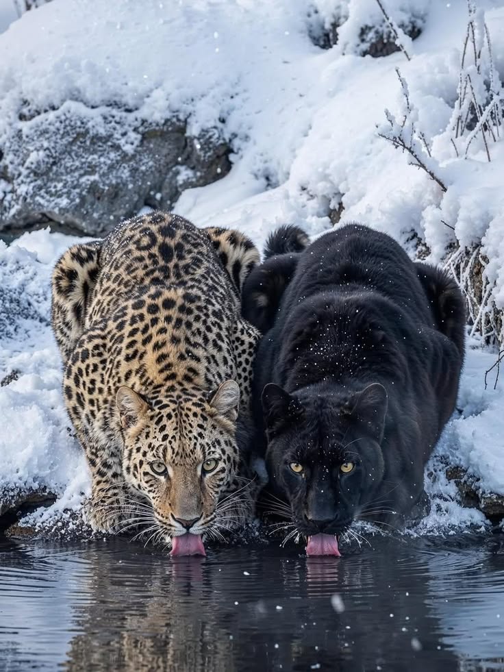 A N I M A L S tweet media