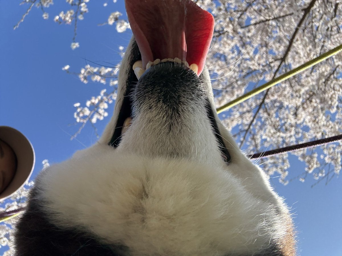 黒柴いぬち(6柴⃞の母ちゃん) tweet media