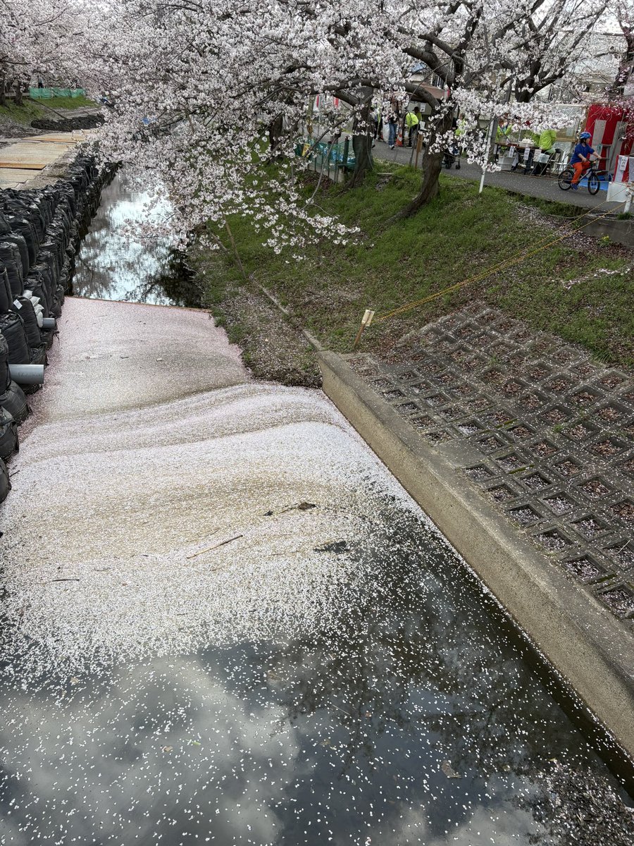 ぴ〜よこ tweet media