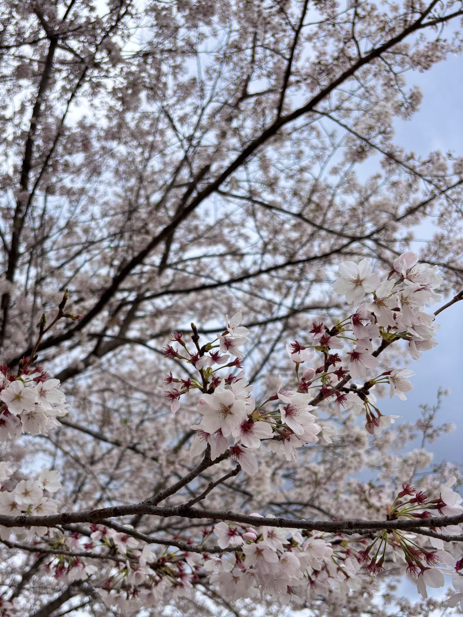 てんてん🎀 tweet media