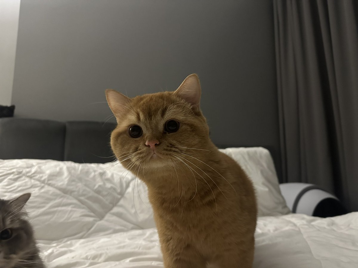 ลูกชิ้นเนื้อมัว tweet media