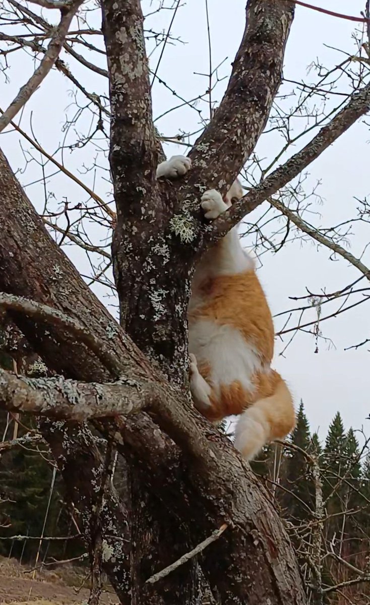 anu 🇫🇮 🇺🇦 tweet media