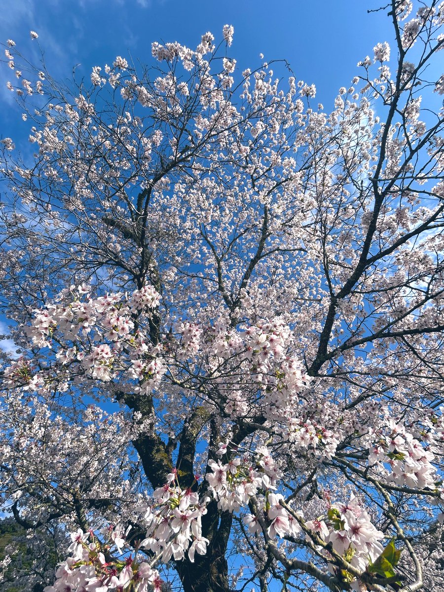 カガリ tweet media