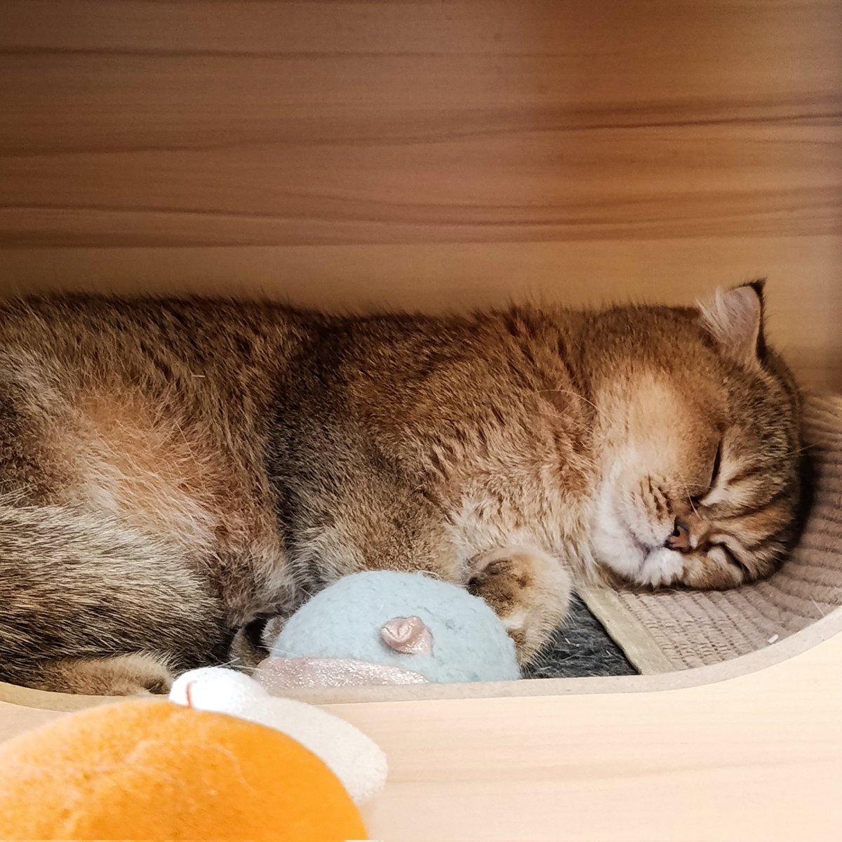 Ma Mai (busy) | #CA11 J25_SAT tweet media