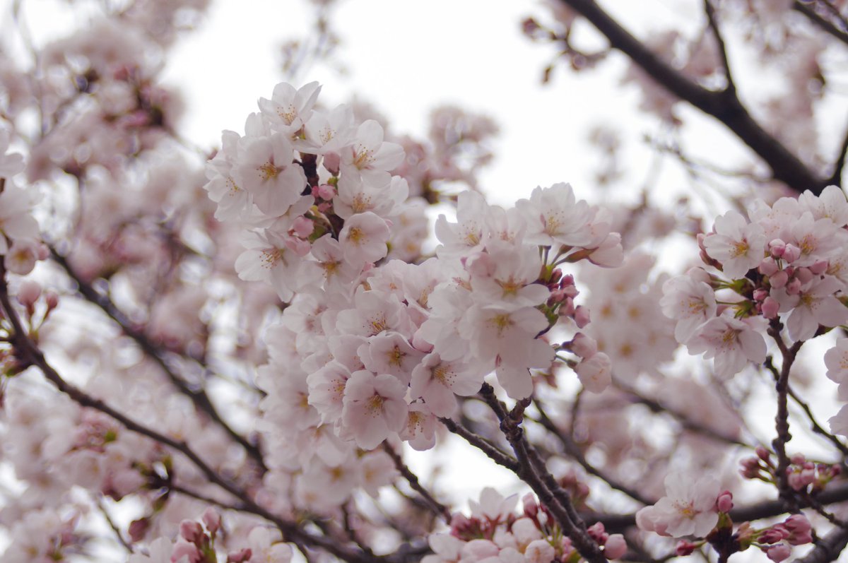 じ ょ ん tweet media