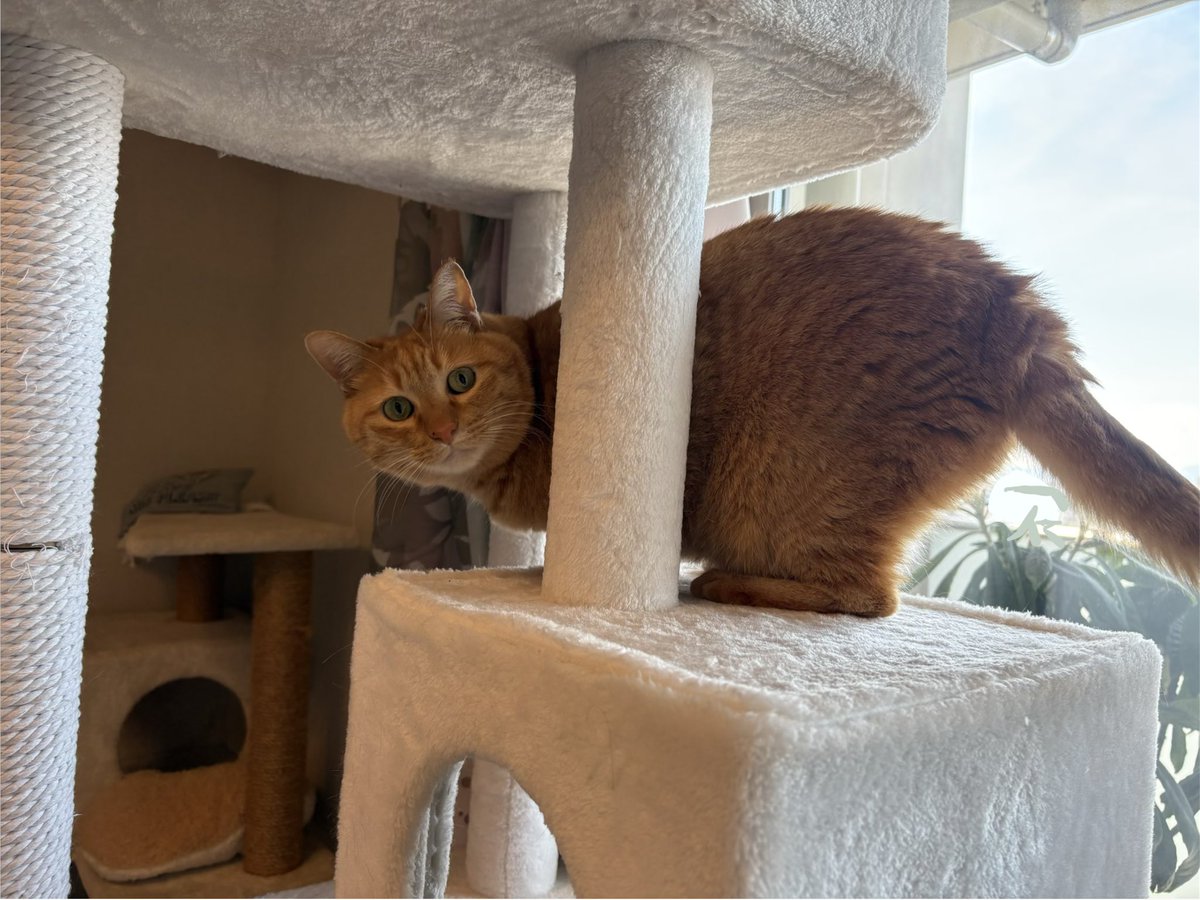 こいもちゃん🐈 tweet media