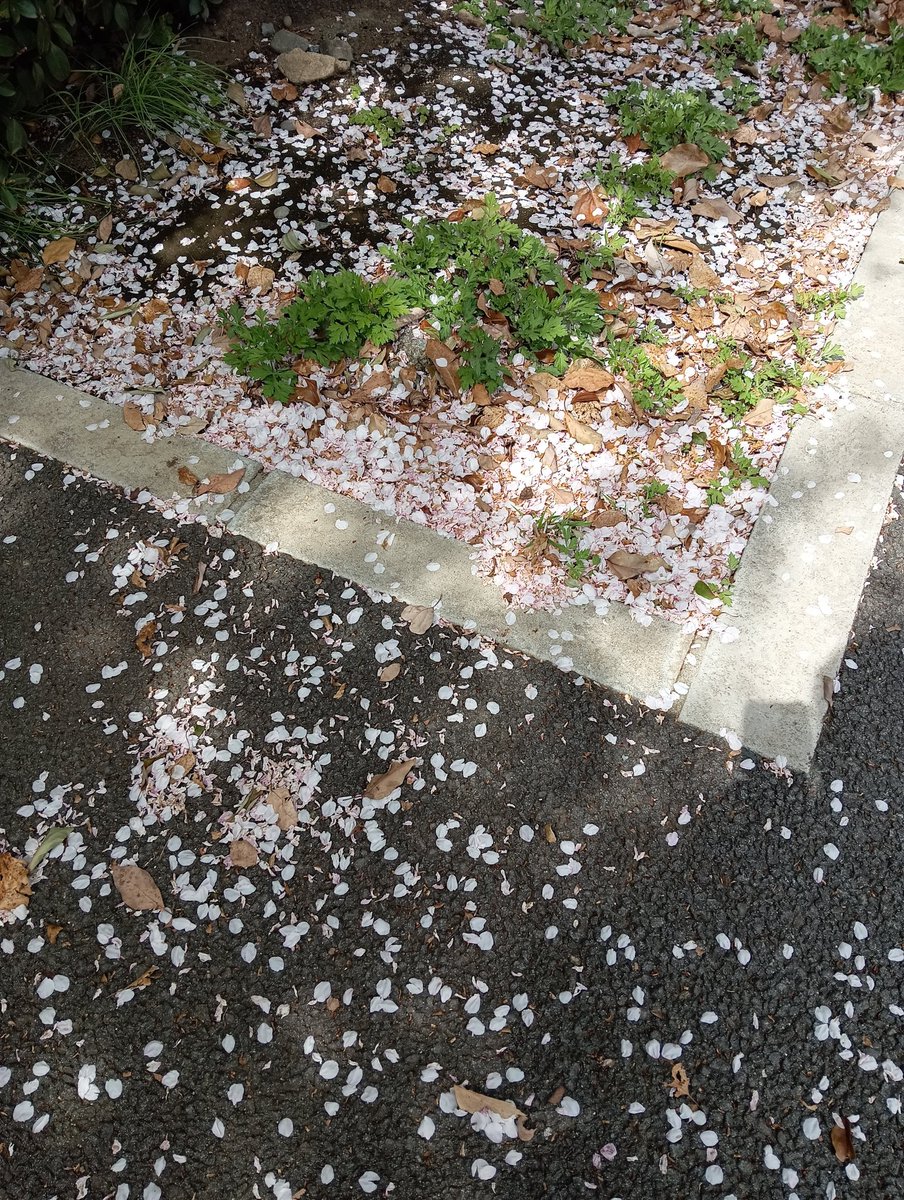 竜ちゃんパパ tweet media