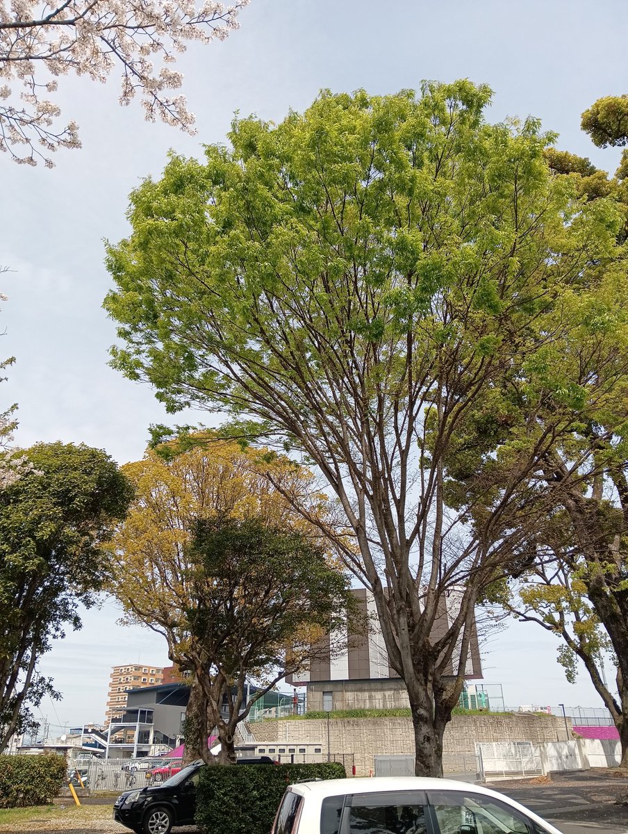 竜ちゃんパパ tweet media