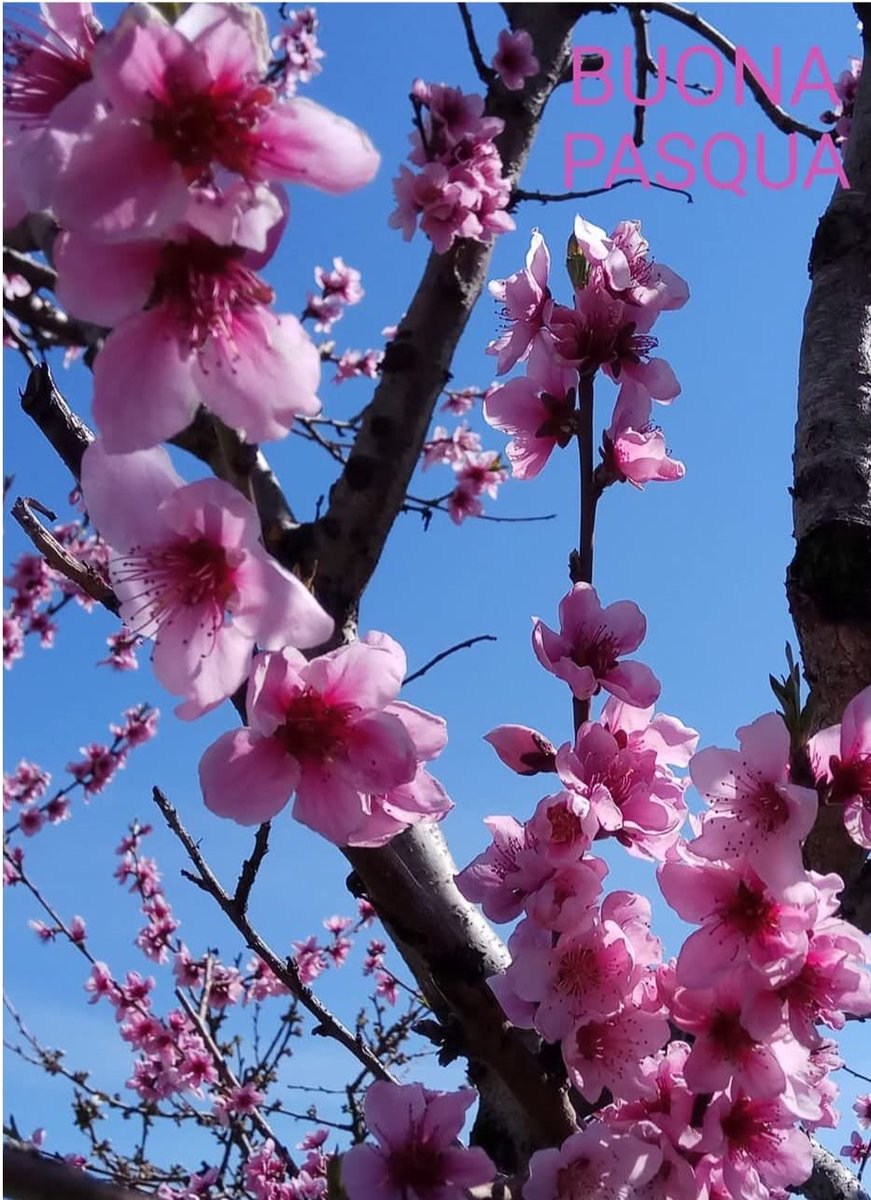 Cristiana tweet media