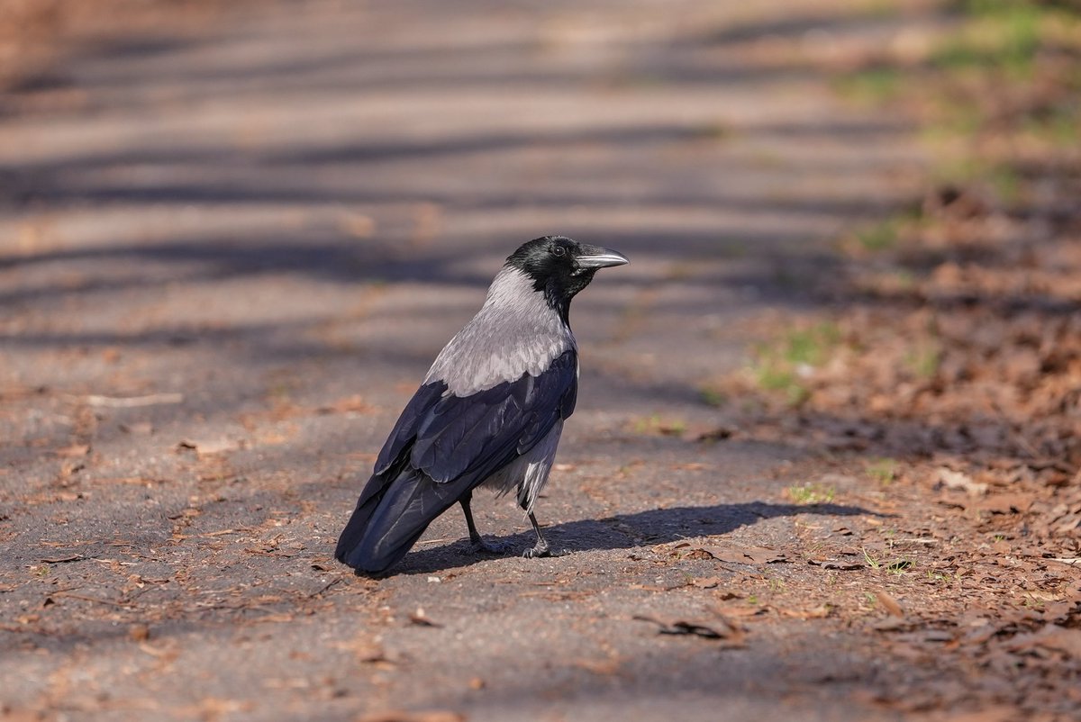 полтавська коза tweet media