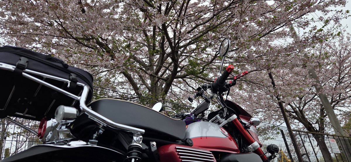 ma00391's tweet photo. 桜ギリ間に合う🌸
どんより曇り空が残念😭
#モンキー125 https://t.co/u0b4c5m9Q5