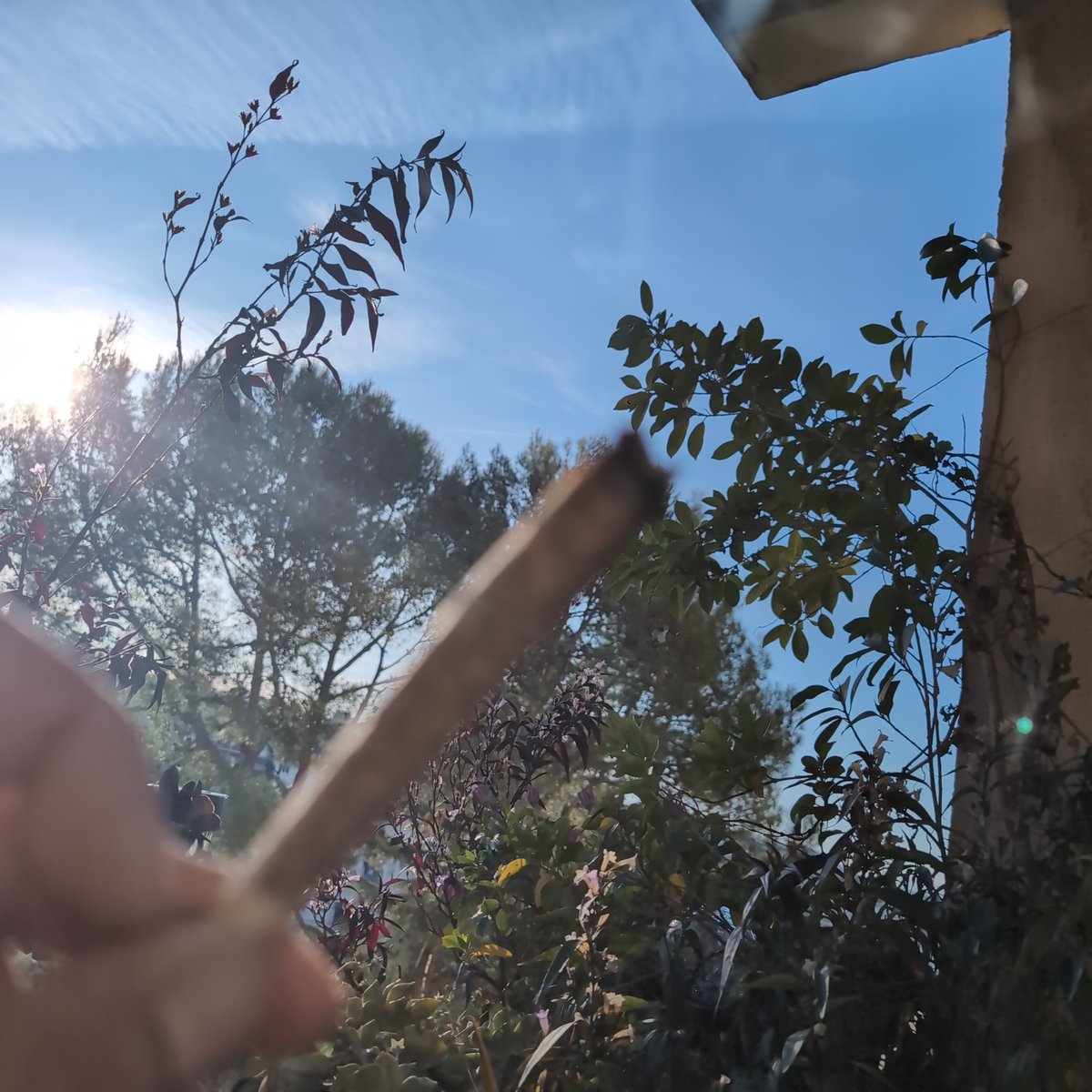 DjBelzebud's tweet image. #Balcon #PlantesBalcon #WeedLovers
#JointTime #CannabisChill #StonedVibes #Herbe  #smokeweedeveryday