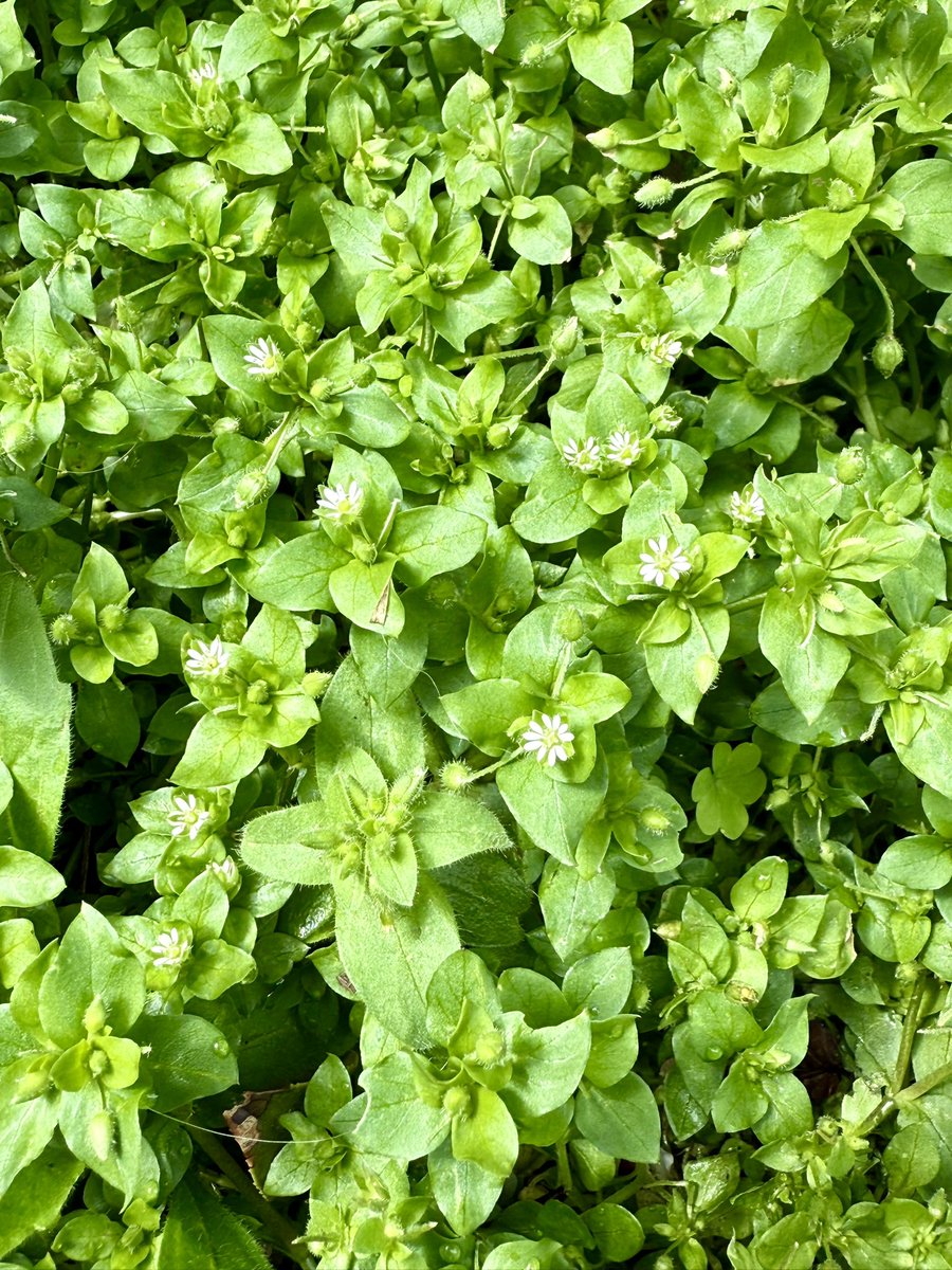 池沢理美 tweet media