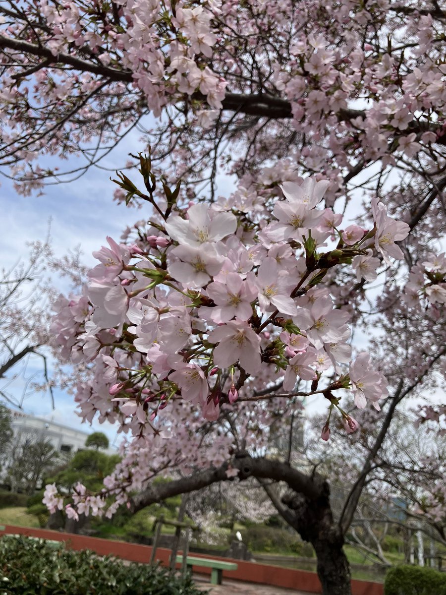 macharow's tweet photo. 寒さが長引いた割には普通に桜咲きましたな。来週から雨なので今年は見納め早いかも。 https://t.co/XmtsFzagdI