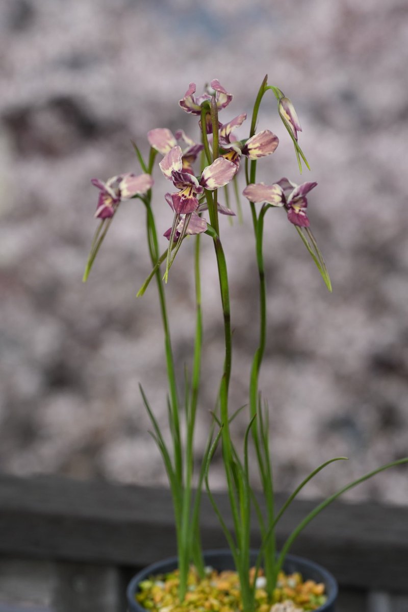 アウラパパ tweet media